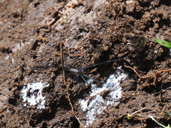 Psechrus