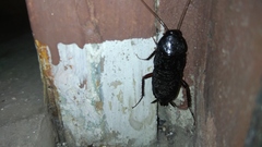 Blatta orientalis