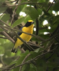 Euphonia laniirostris