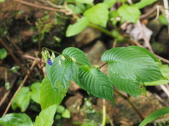 Rhynchoglossum