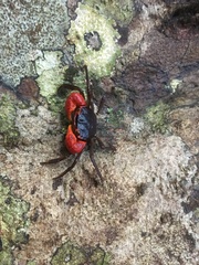 Scandarma gracilipes