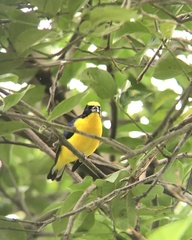 Euphonia laniirostris