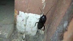Blatta orientalis