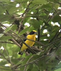 Euphonia laniirostris