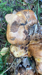 Cantharellus californicus