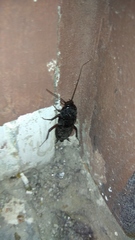 Blatta orientalis