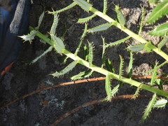 Berkheya carlinopsis