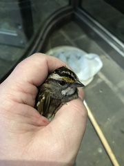 Zonotrichia albicollis