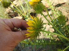 Berkheya carlinopsis