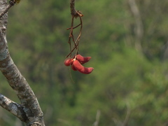 Sterculia villosa