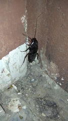Blatta orientalis