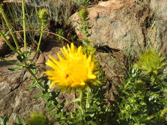 Berkheya carlinopsis