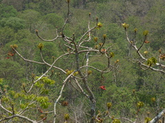 Sterculia villosa