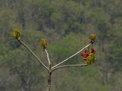Sterculia villosa