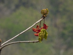 Sterculia villosa