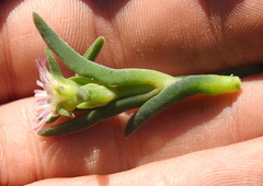 Delosperma herbeum