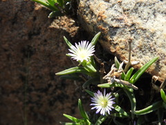 Delosperma herbeum
