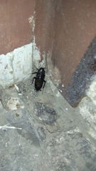 Blatta orientalis