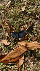 Chlosyne ehrenbergii