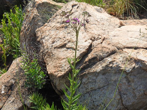 Image of Hilliardiella hirsuta by (c) Matthew Fainman, some rights reserved (CC BY)