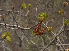 Sterculia villosa