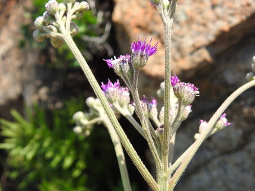 Image of Hilliardiella hirsuta by (c) Matthew Fainman, some rights reserved (CC BY)