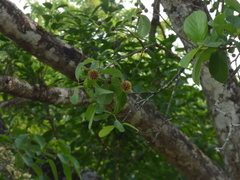 Mitragyna parvifolia