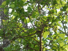 Mitragyna parvifolia