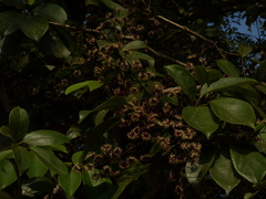 Heptapleurum venulosum