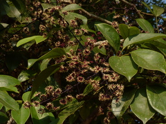 Heptapleurum venulosum