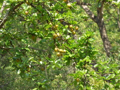 Catunaregam taylorii