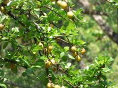 Catunaregam taylorii