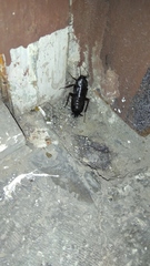 Blatta orientalis