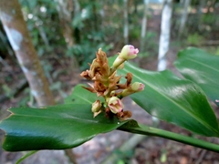 Alpinia hylandii