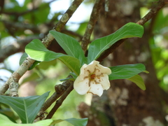 Catunaregam taylorii