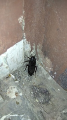 Blatta orientalis
