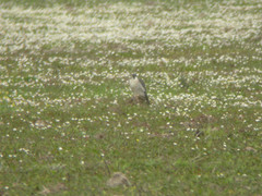 Falco peregrinus peregrinus