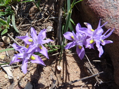 Moraea macrocarpa