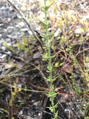 Catesbaea parviflora