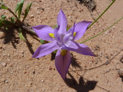 Moraea macrocarpa
