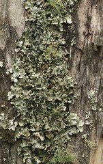 Heterodermia leucomelos