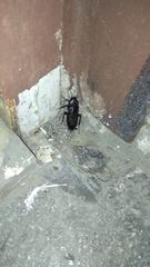 Blatta orientalis