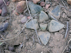 Haworthia bayeri
