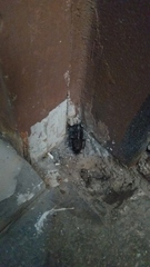 Blatta orientalis