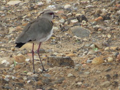 Vanellus chilensis