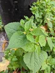 Galinsoga quadriradiata