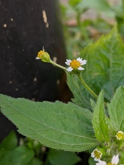 Galinsoga quadriradiata