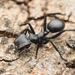 Common Giant Turtle Ant - Photo (c) Jonghyun Park, some rights reserved (CC BY), uploaded by Jonghyun Park