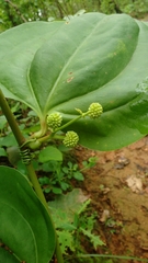 Smilax zeylanica
