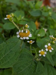 Galinsoga quadriradiata